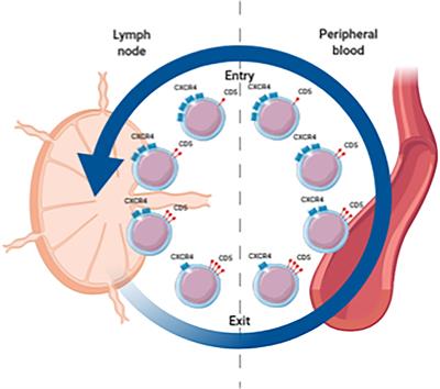 Proliferative Signals in Chronic Lymphocytic Leukemia; What Are We Missing?